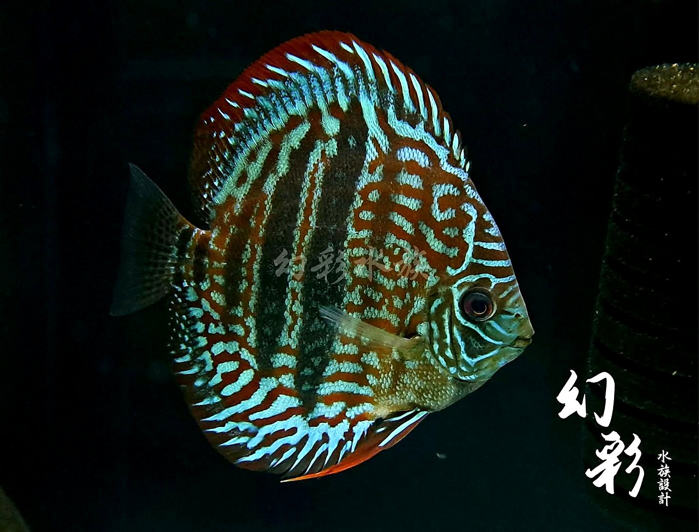 七彩神仙