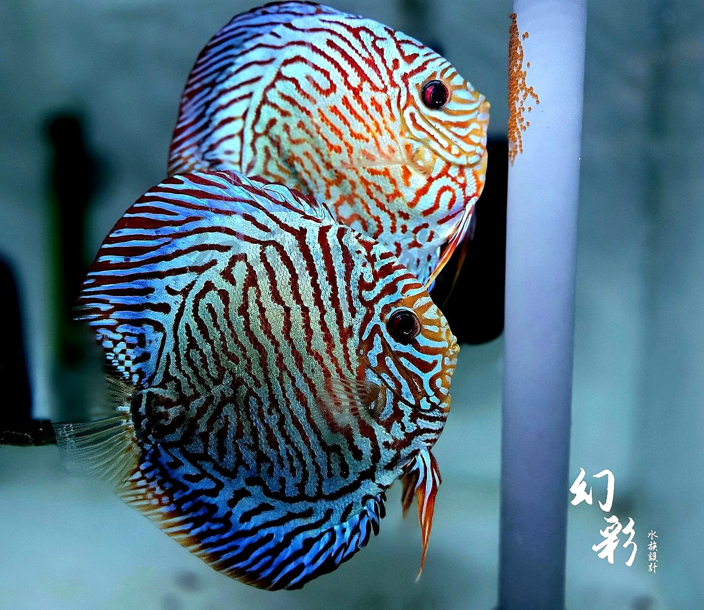 一對親魚與產在管柱上的卵