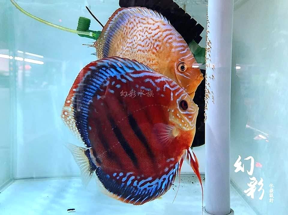 親魚與卵