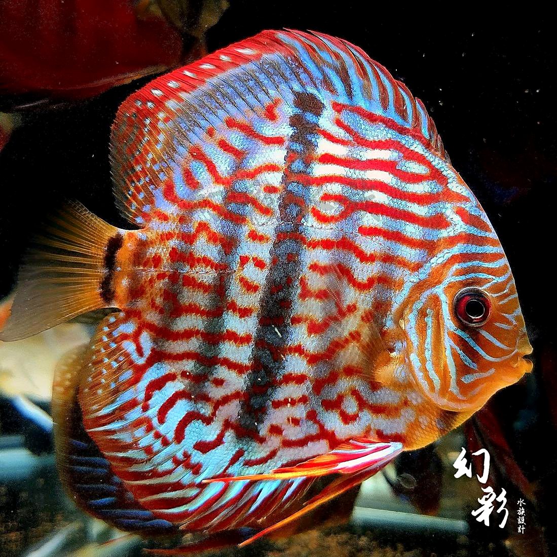 七彩神仙成魚